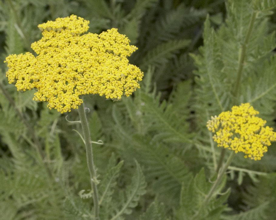 Тысячелистник войлочный (Achillea tomentosa)