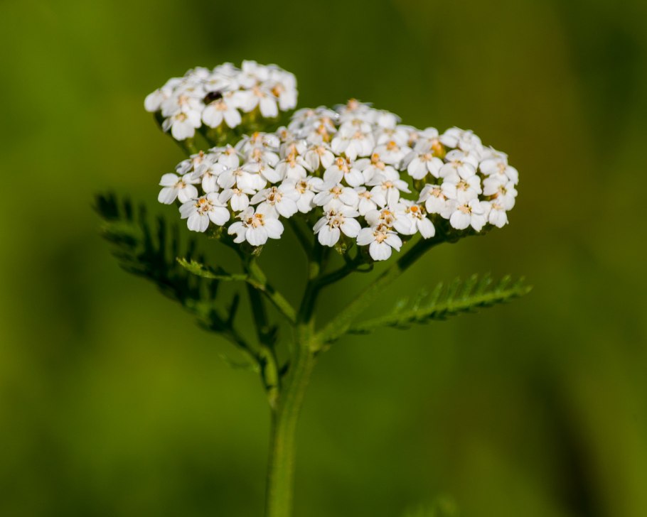 Тысячелистник азиатский