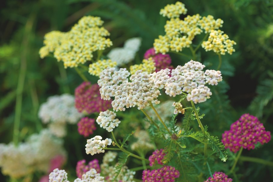 Тысячелистник Вишневая Королева