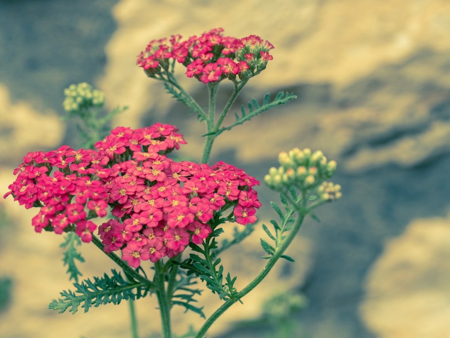 Achillea / тысячелистник ‘petra’
