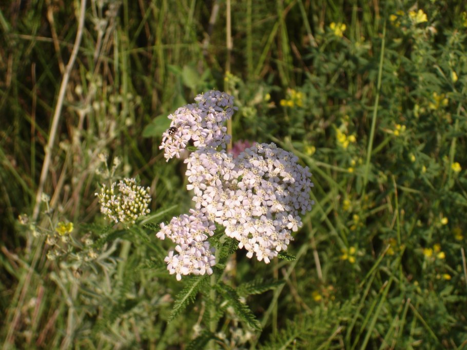 Тысячелистник божья коровка