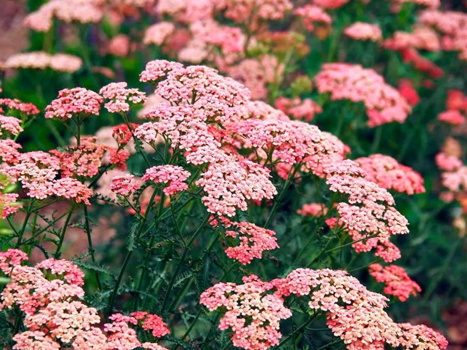 Тысячелистник обыкновенный achillea millefolium