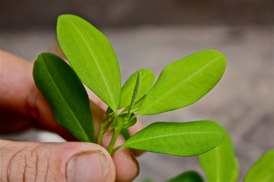 Streblorrhiza speciosa