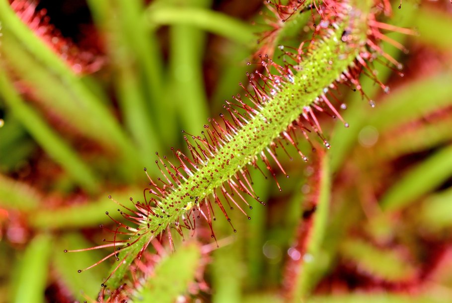 Росянка (Drosera)