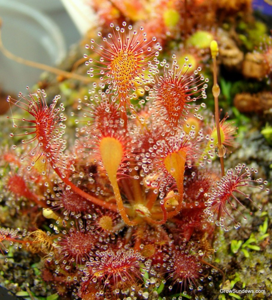 Росянки круглолистная Drosera rotundifolia l.