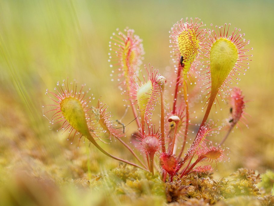Росянка (Drosera)