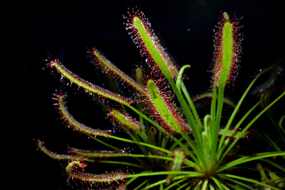 Drosera oblanceolata