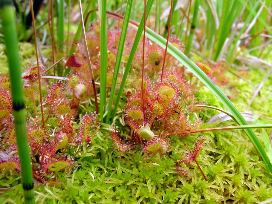 Росянка английская (Drosera Anglica)
