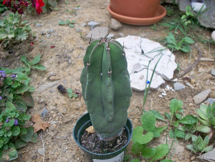 Кристатный Миртиллокактус