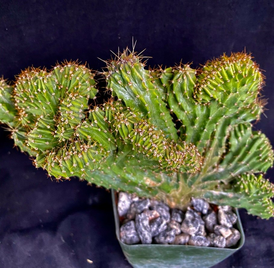 Myrtillocactus geometrizans Crested
