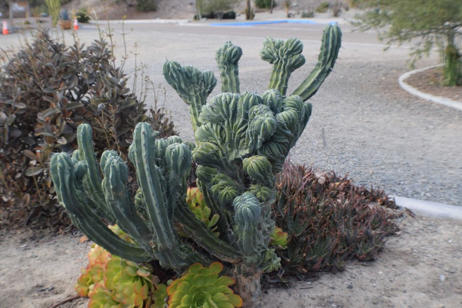 Myrtillocactus geometrizans