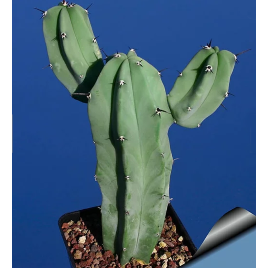 Цереус Кактус Кристата