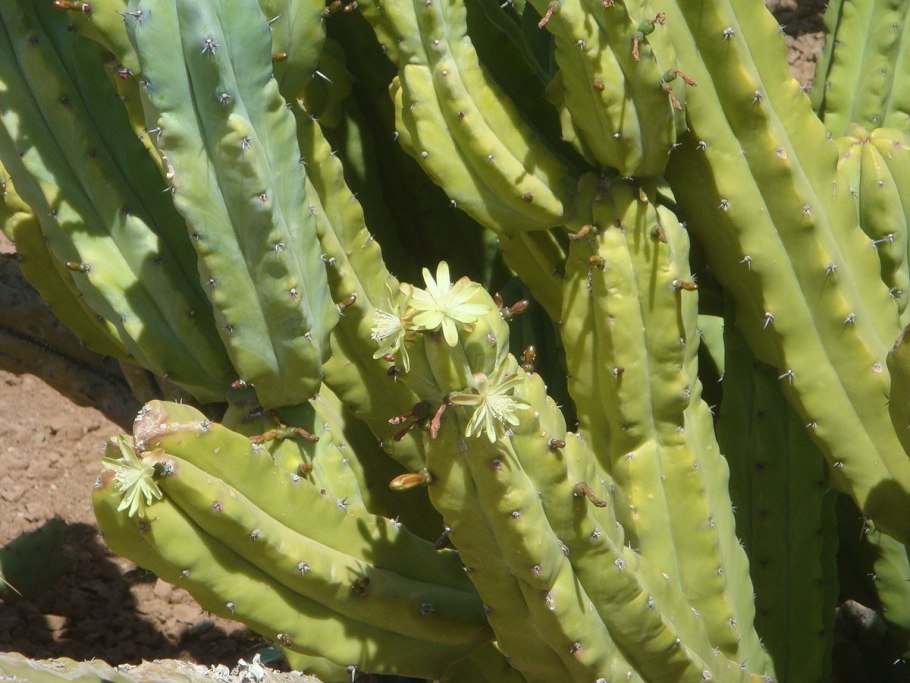 Миртиллокактус фукурокуидзибоку