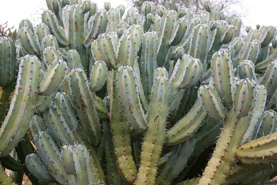 Кристатный Миртиллокактус