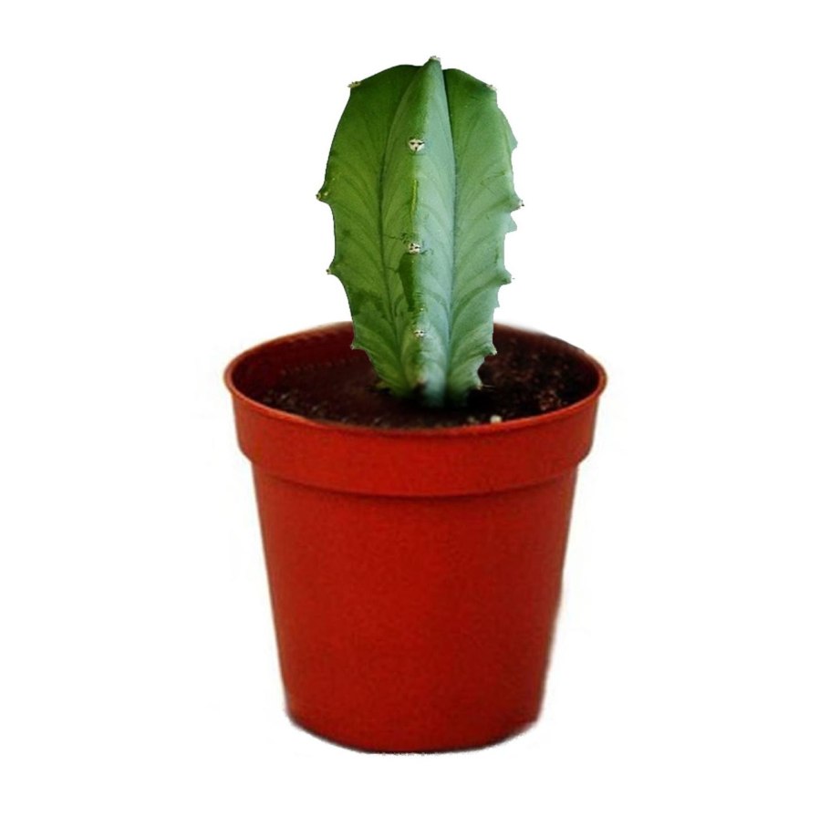 Кактус Миртиллокактус геометрический