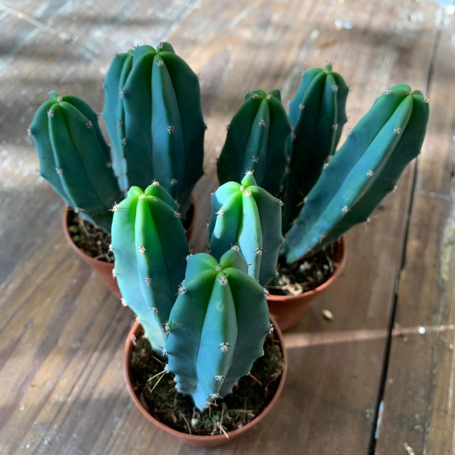 Myrtillocactus geometrizans