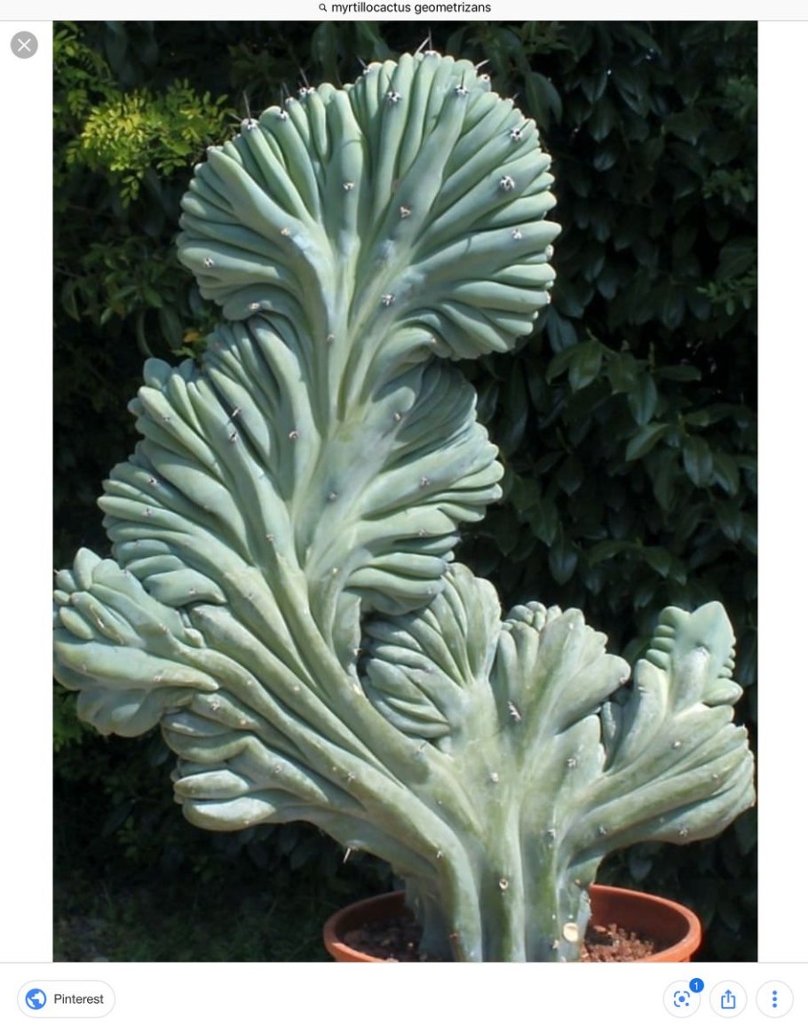 Myrtillocactus cochal