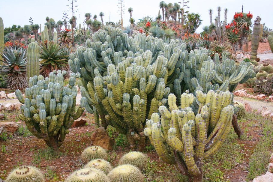 Кактус Myrtillocactus geometrizans