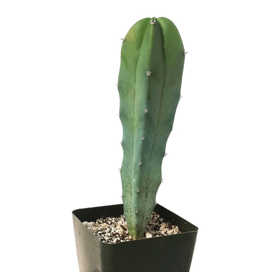 Кактус Myrtillocactus geometrizans