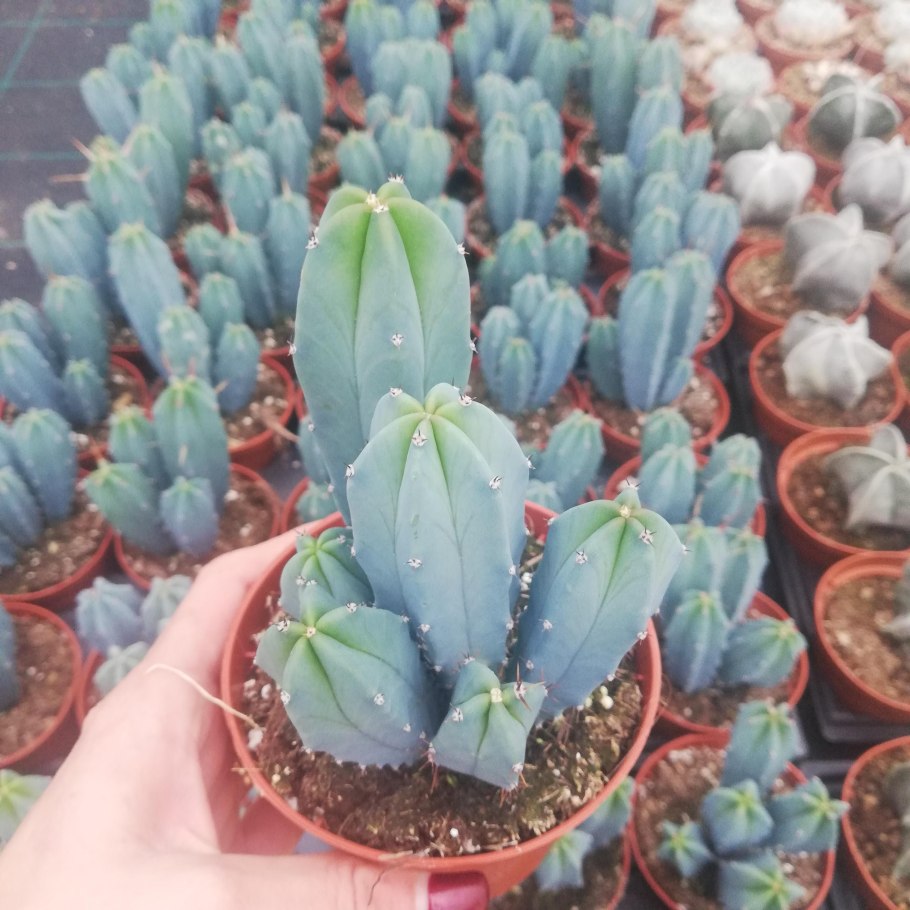 Миртиллокактус geometrizans