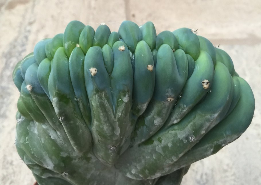 Миртиллокактус цветение