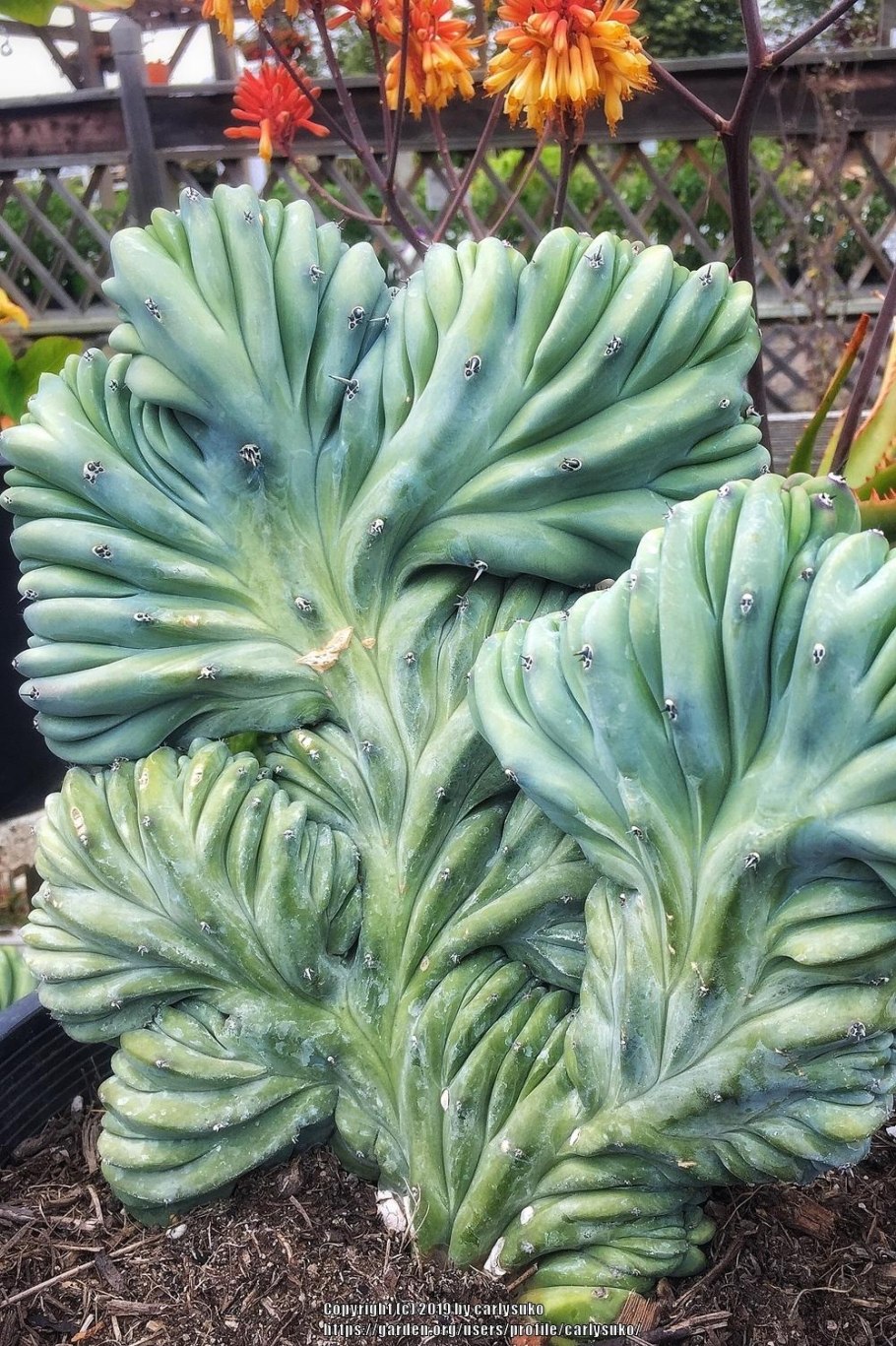 Myrtillocactus geometrizans