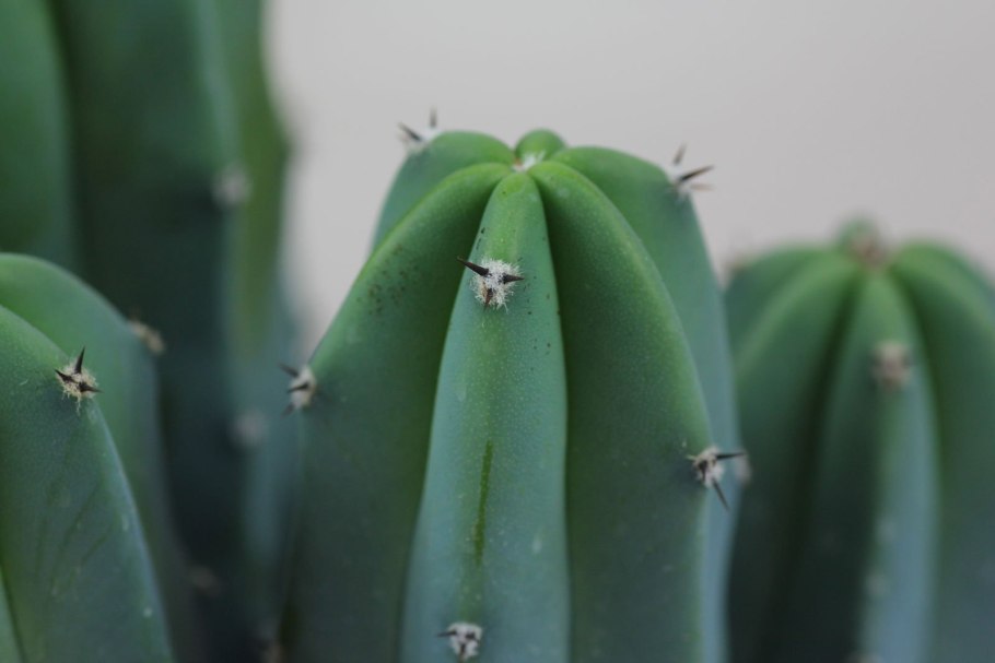 Myrtillocactus geometrizans