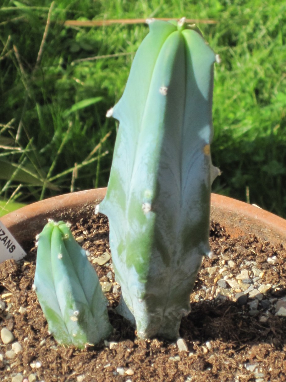 Myrtillocactus geometrizans Миртиллокактус геометризанс