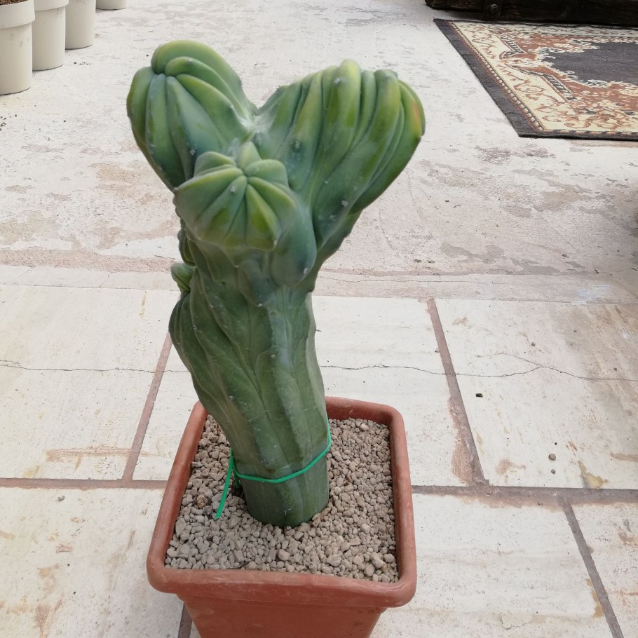 Кактус myrtillocactus geometrizans