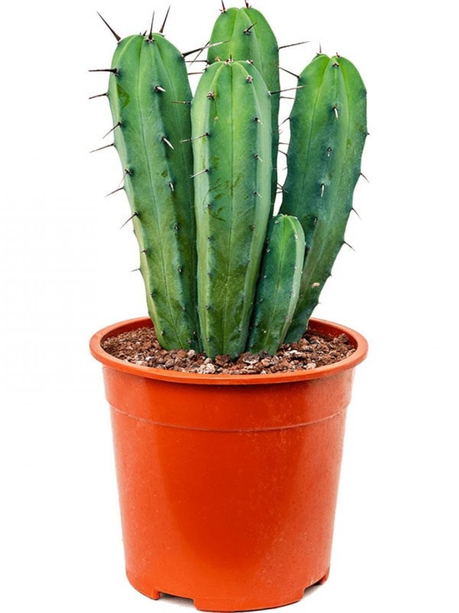 Кактус Миртиллокактус геометрический