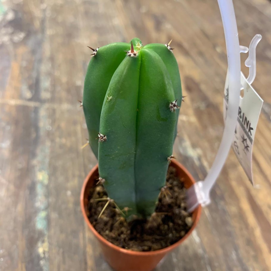 Кактус растет в Турции