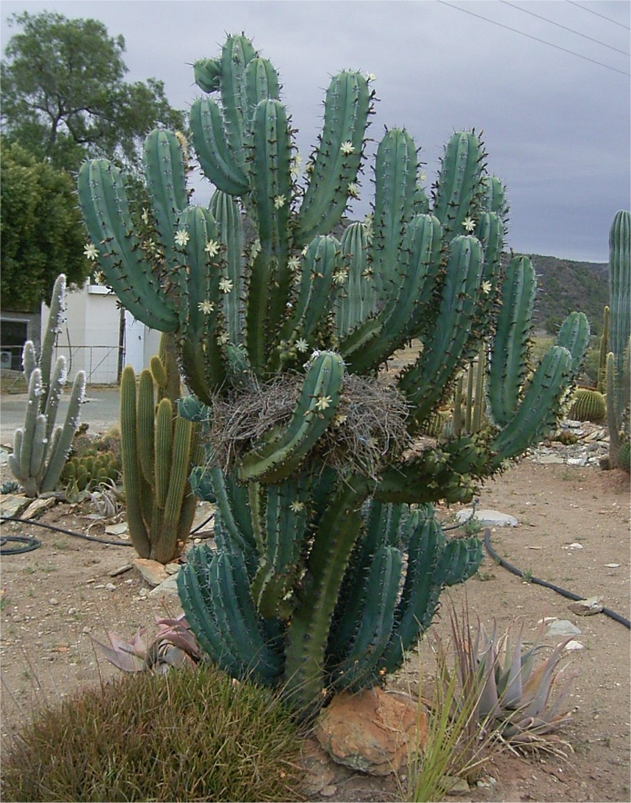 Myrtillocactus geometrizans