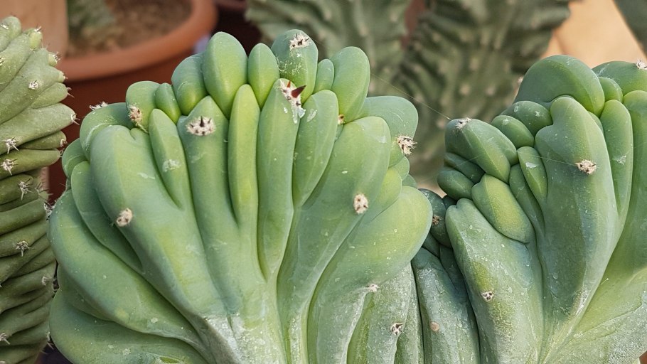 Миртиллокактус геометрический кристатная форма