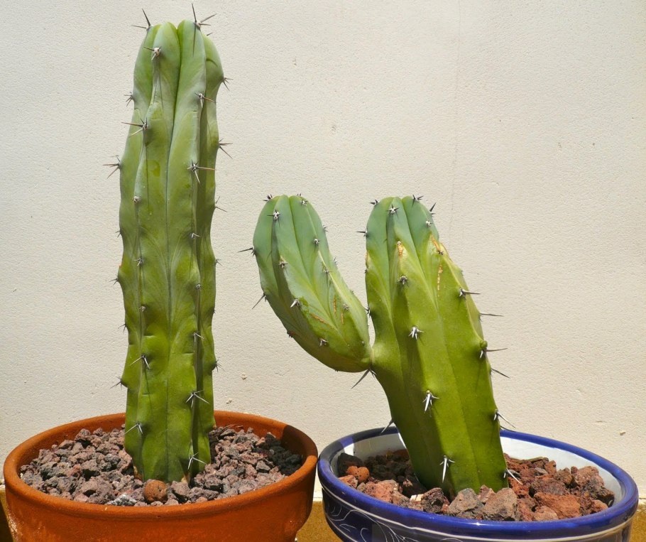 Myrtillocactus geometrizans cristata