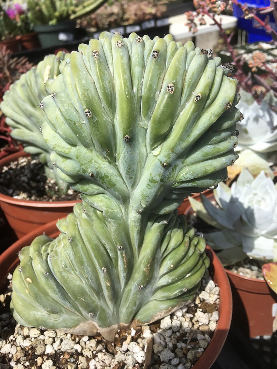 Миртиллокактус семена