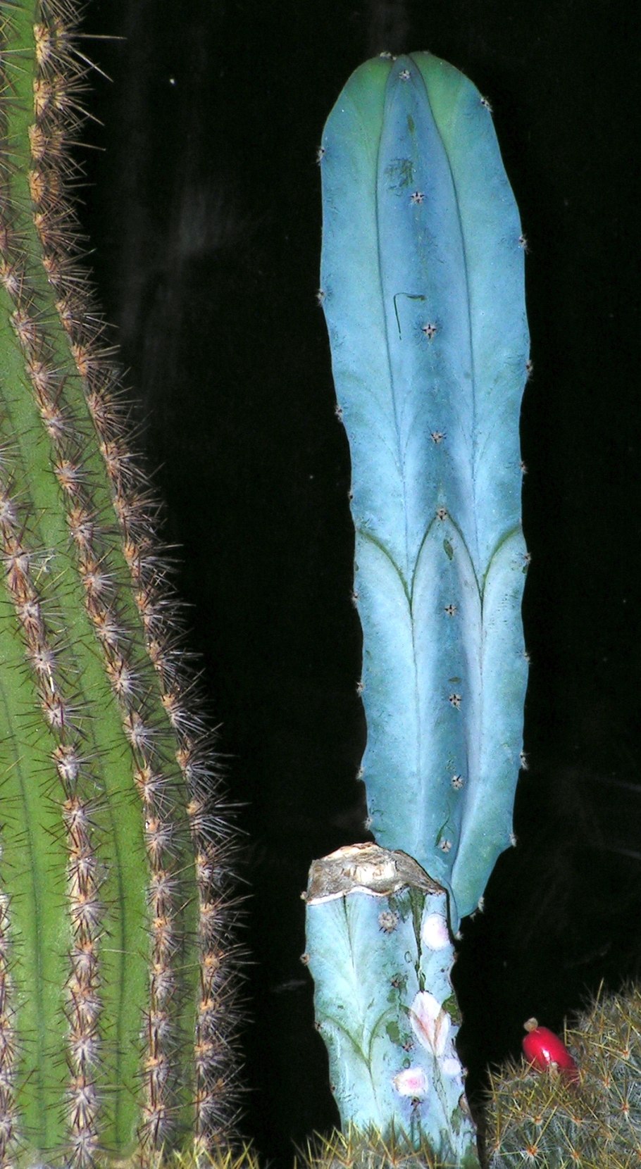 Myrtillocactus geometrizans