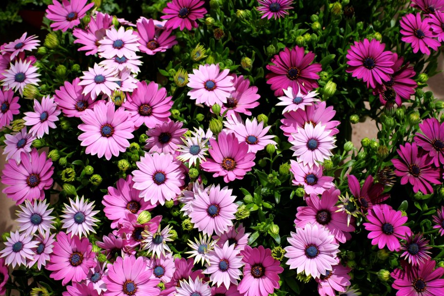 Остеоспермум цветок