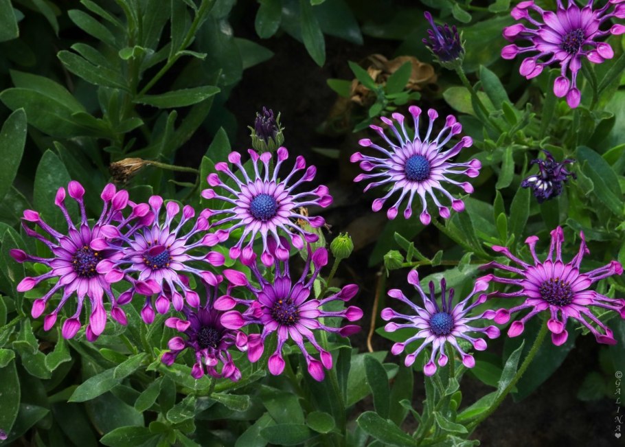 Африканская Ромашка остеоспермум