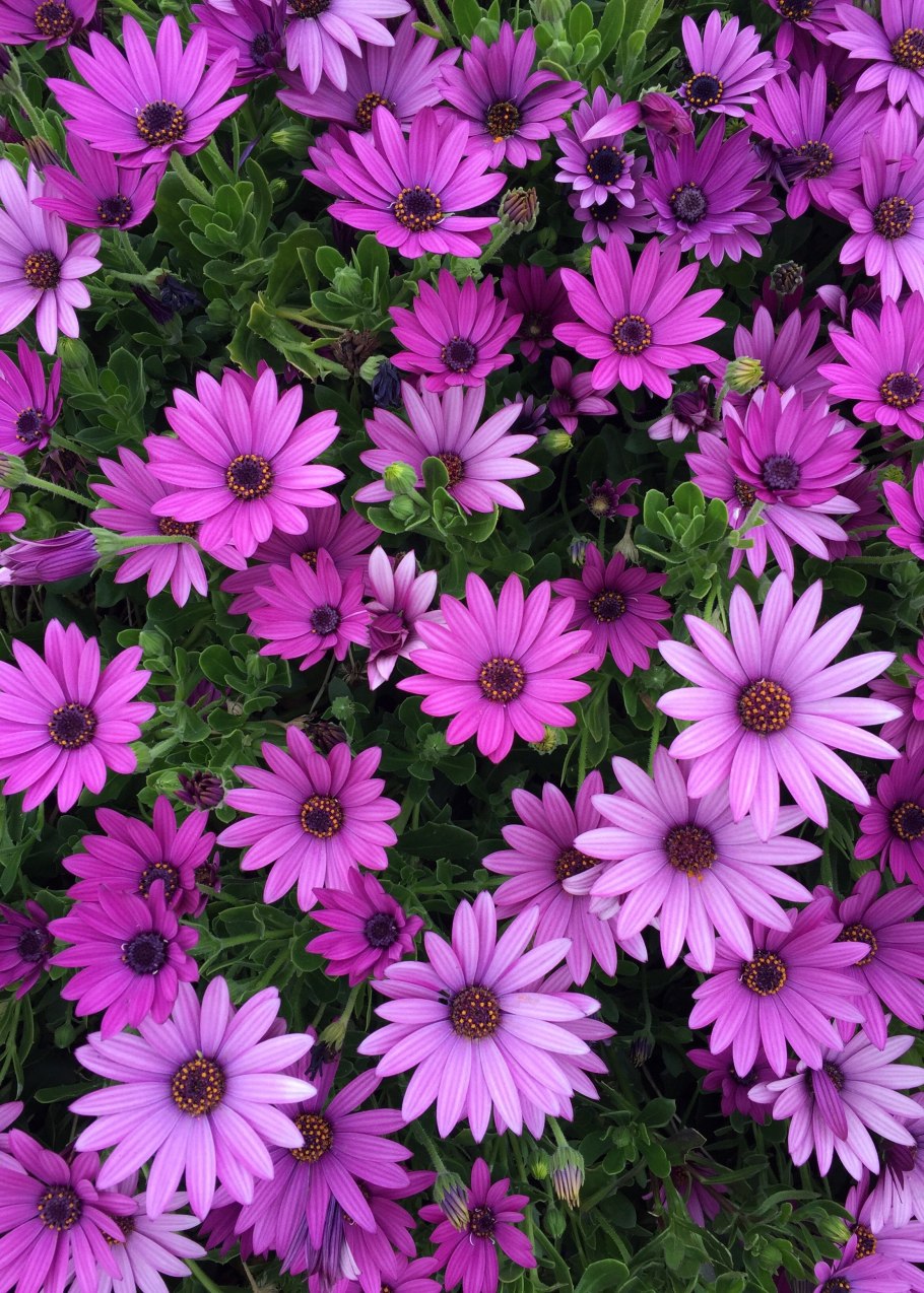 Диморфотека Полярная звезда