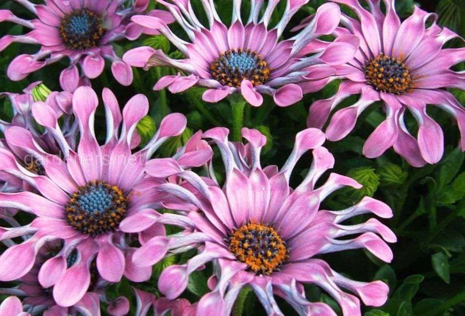 Диморфотека синуата