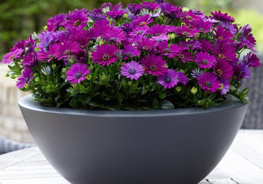 Остеоспермум Акила фиолетовый