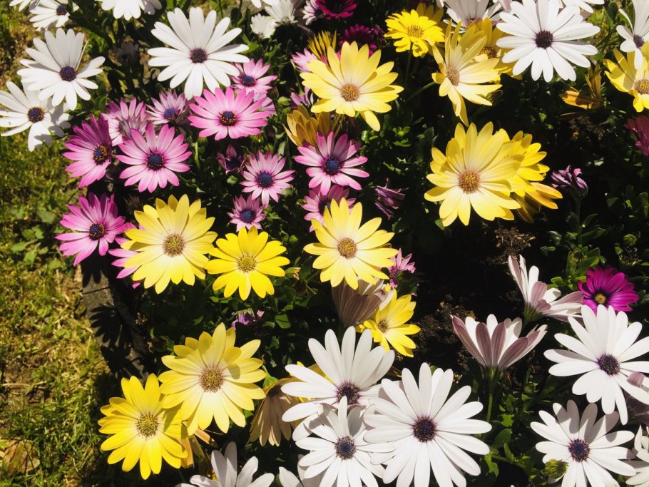 Остеоспермум Санни Феликс