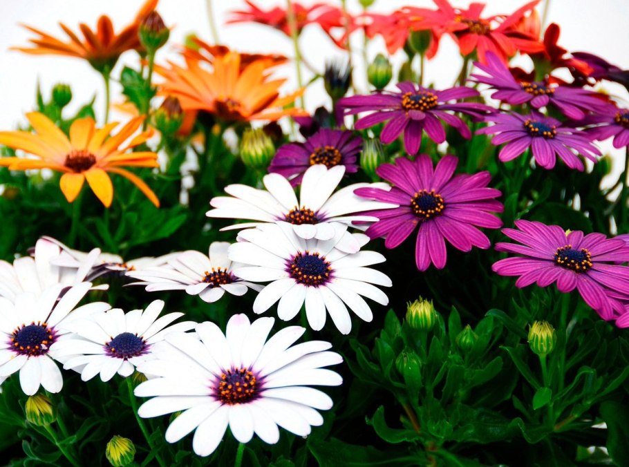 Остеоспермум Эклона