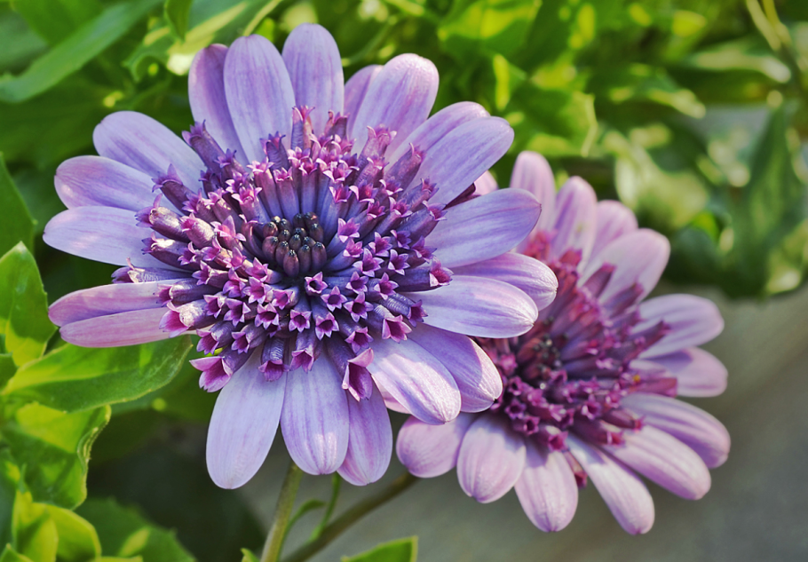 Остеоспермум (капская маргаритка) osteospermum ecklonis