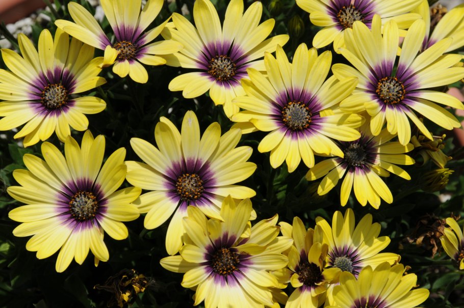 Остеоспермум многолетний