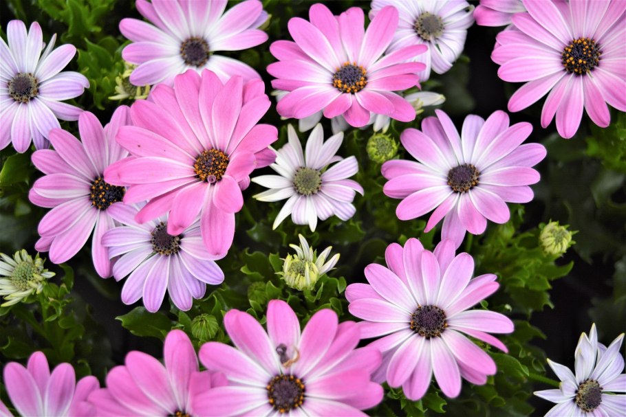 Остеоспермум margarita pink flare