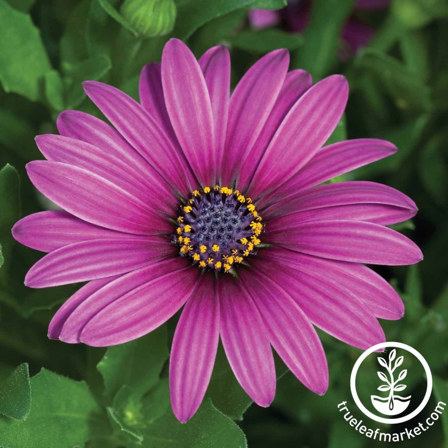 Остеоспермум Akila