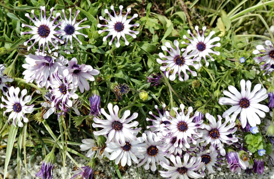 Остеоспермум Санни Вайт