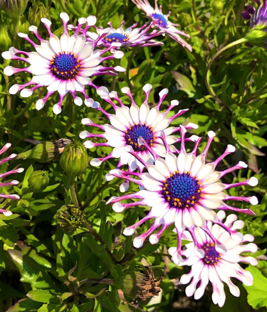 Остеоспермум Акила