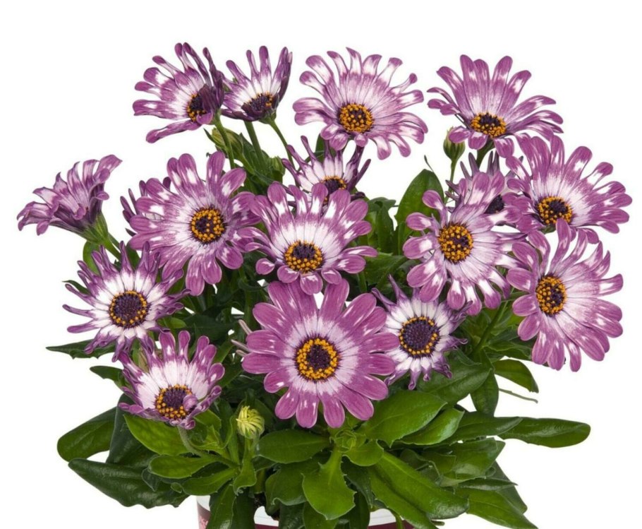 Остеоспермум акила сансет шейдс